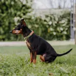 Dog collar Outdoor FLEX - Waterproof - Neon orange/green - Image 6