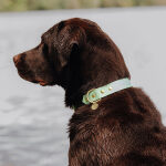 Hundehalsband Outdoor FLEX - Wasserfest - Schwarz/Mint