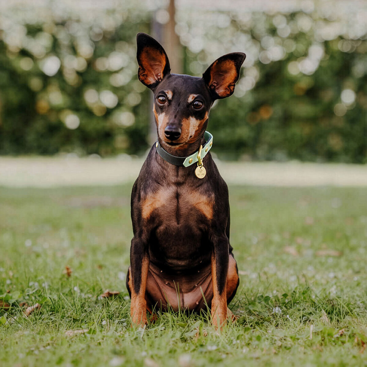 Hundehalsband Outdoor FLEX - Wasserfest - Schwarz/Mint – Bild 5