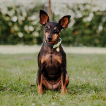 Hundehalsband Outdoor FLEX - Wasserfest - Schwarz/Mint – Bild 5