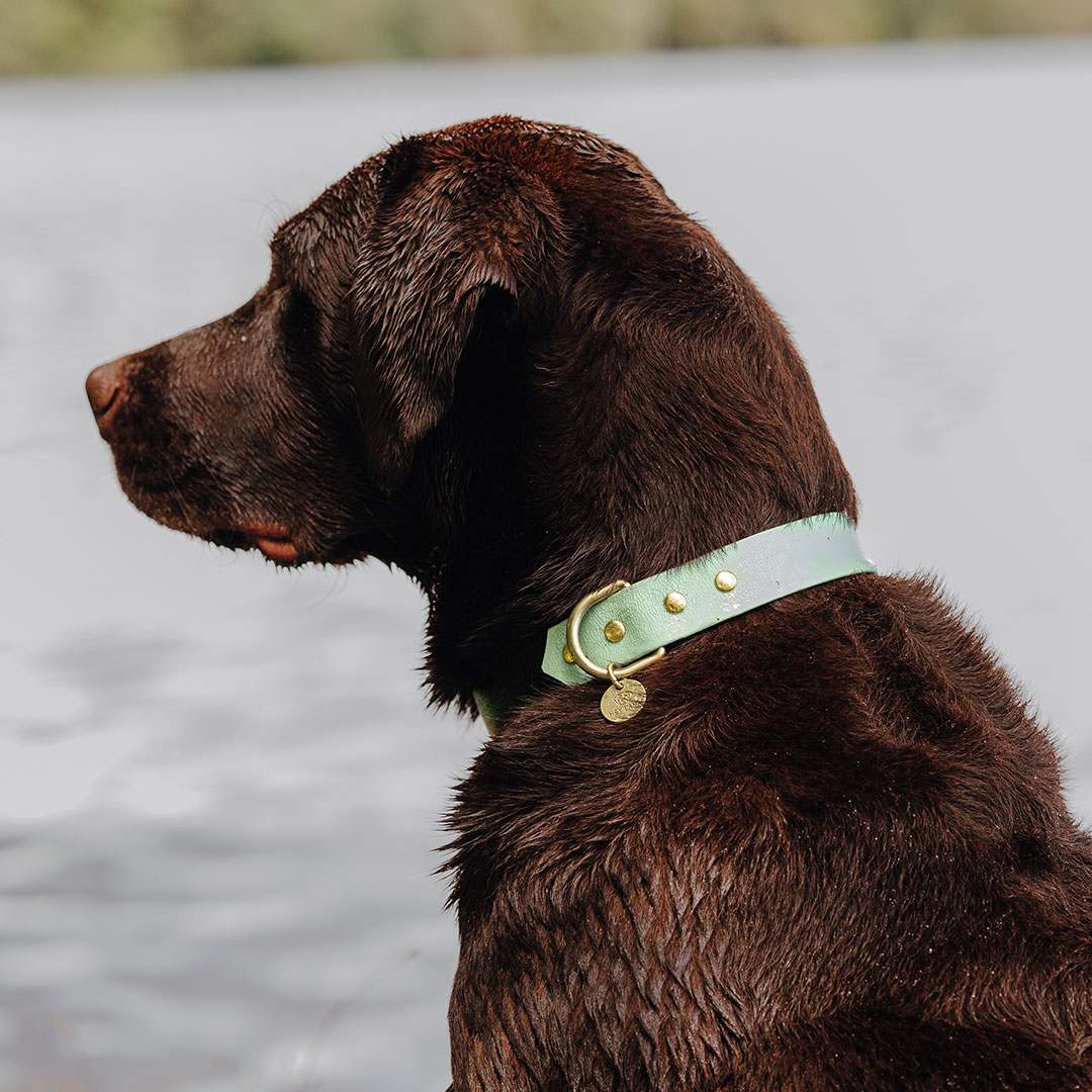 hey-lana-hundehalsband-outdoor-schwarz-mint Hundehalsband Outdoor FLEX - Wasserfest - Schwarz/Mint – Bild 1