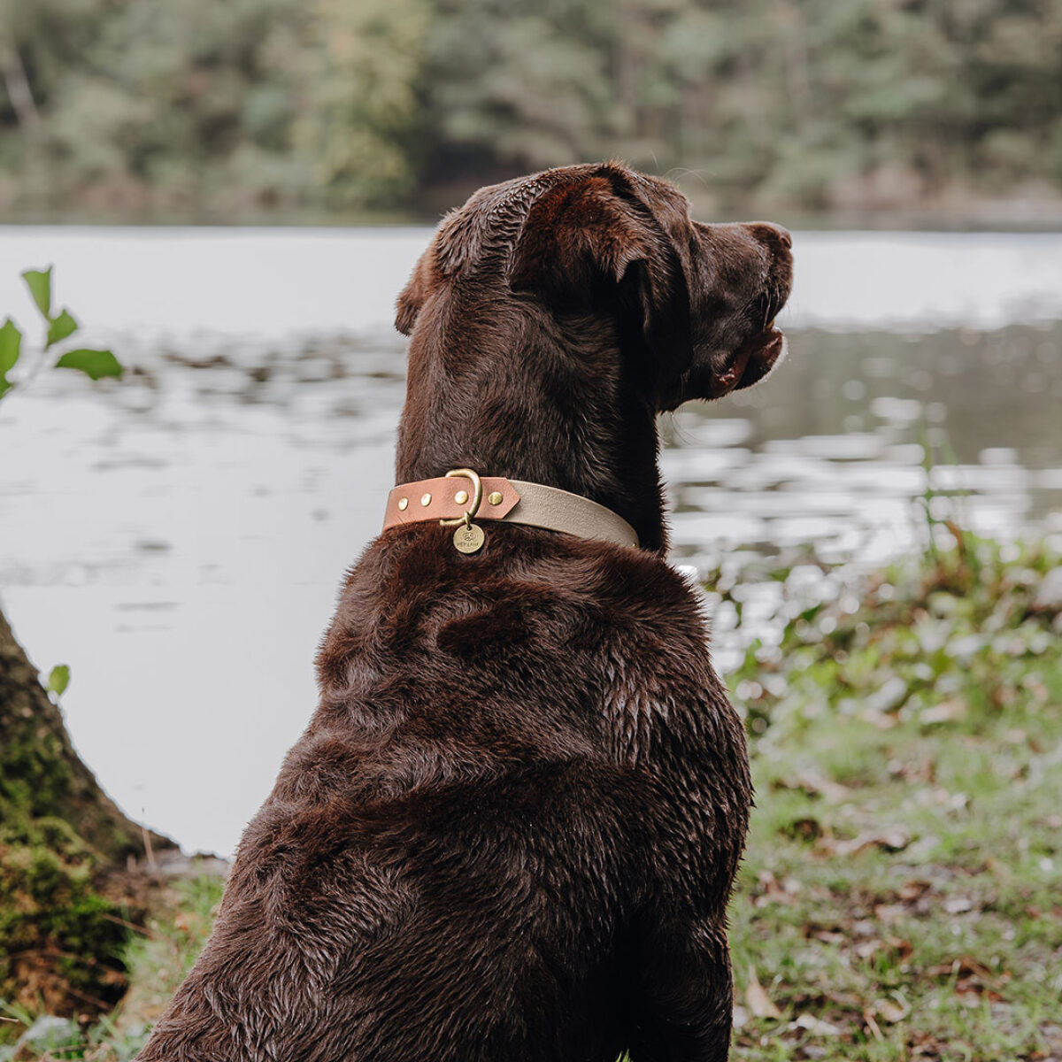 hey-lana-hundehalsband-outdoor-sport-mocca-mousse Dog collar Outdoor FLEX - Waterproof - Mocca/Mousse - Image 5