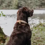 Hundehalsband Outdoor FLEX - Wasserfest - Mocca/Mousse – Bild 5