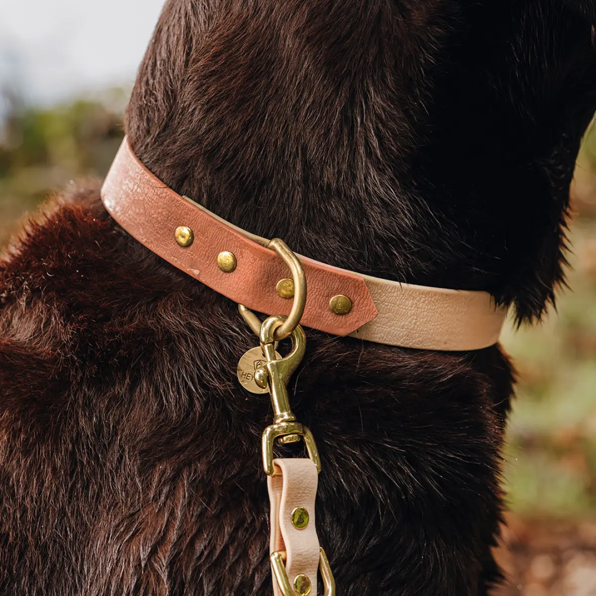 Hundehalsband Outdoor FLEX - Wasserfest - Mocca/Mousse – Bild 1