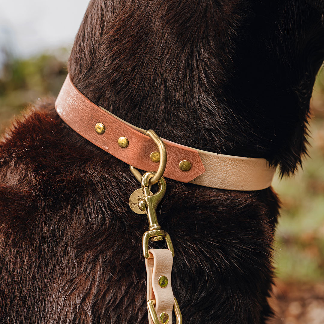 hey-lana-hundehalsband-outdoor-sport-mocca-mousse-detail Dog collar Outdoor FLEX - Waterproof - Mocca/Mousse - Image 1
