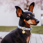 Dog collar Outdoor FLEX - Waterproof - Taupe/Blue