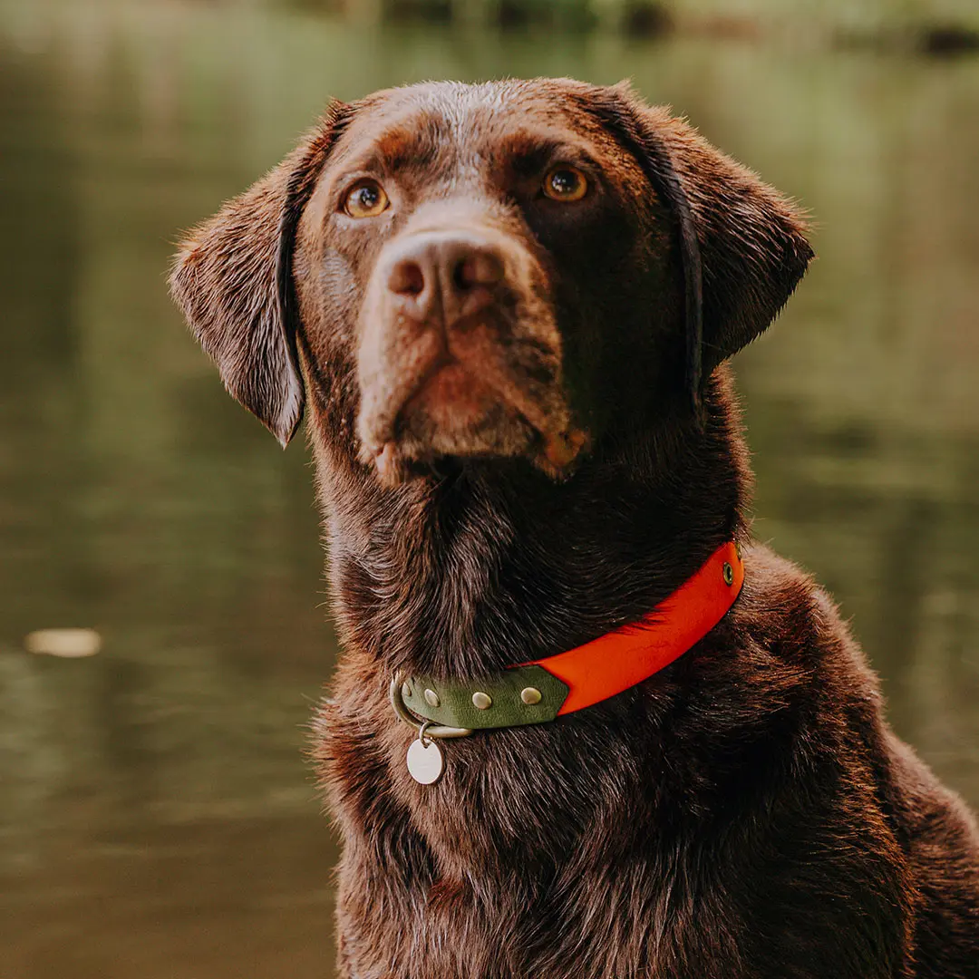 hey-lana-dog-collar-outdoor-waterproof-neon-orange-green Dog collar Outdoor FLEX - Waterproof - Neon orange/green - Image 1