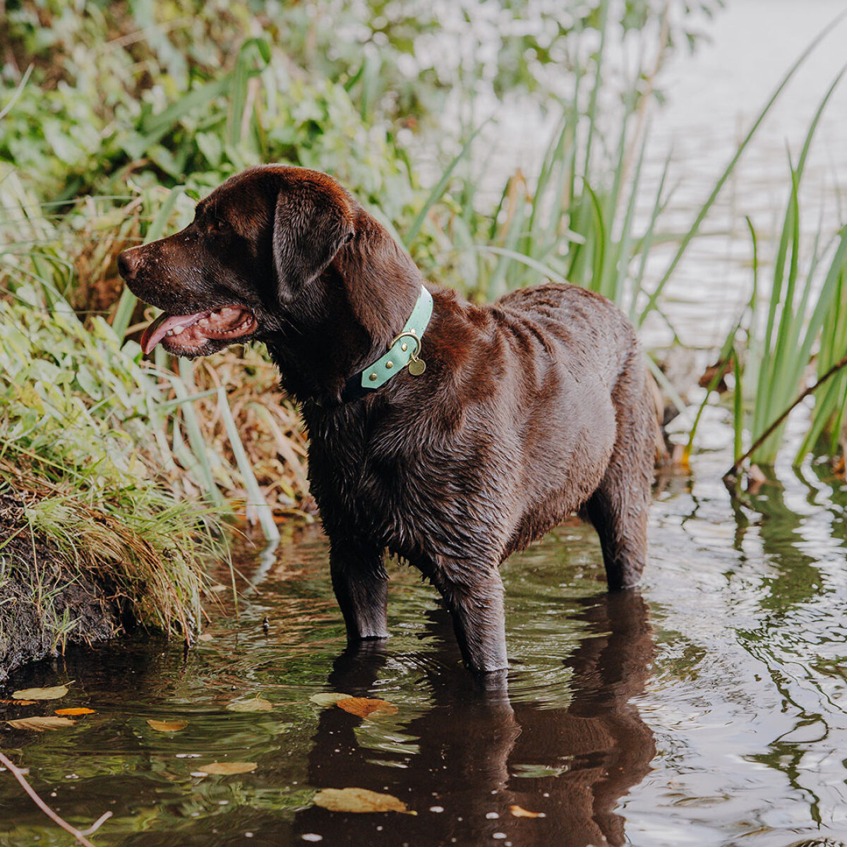 hey-lana-hundehalsband-outdoor-wasserfest-schwarz-mint Hundehalsband Outdoor FLEX - Wasserfest - Schwarz/Mint – Bild 5