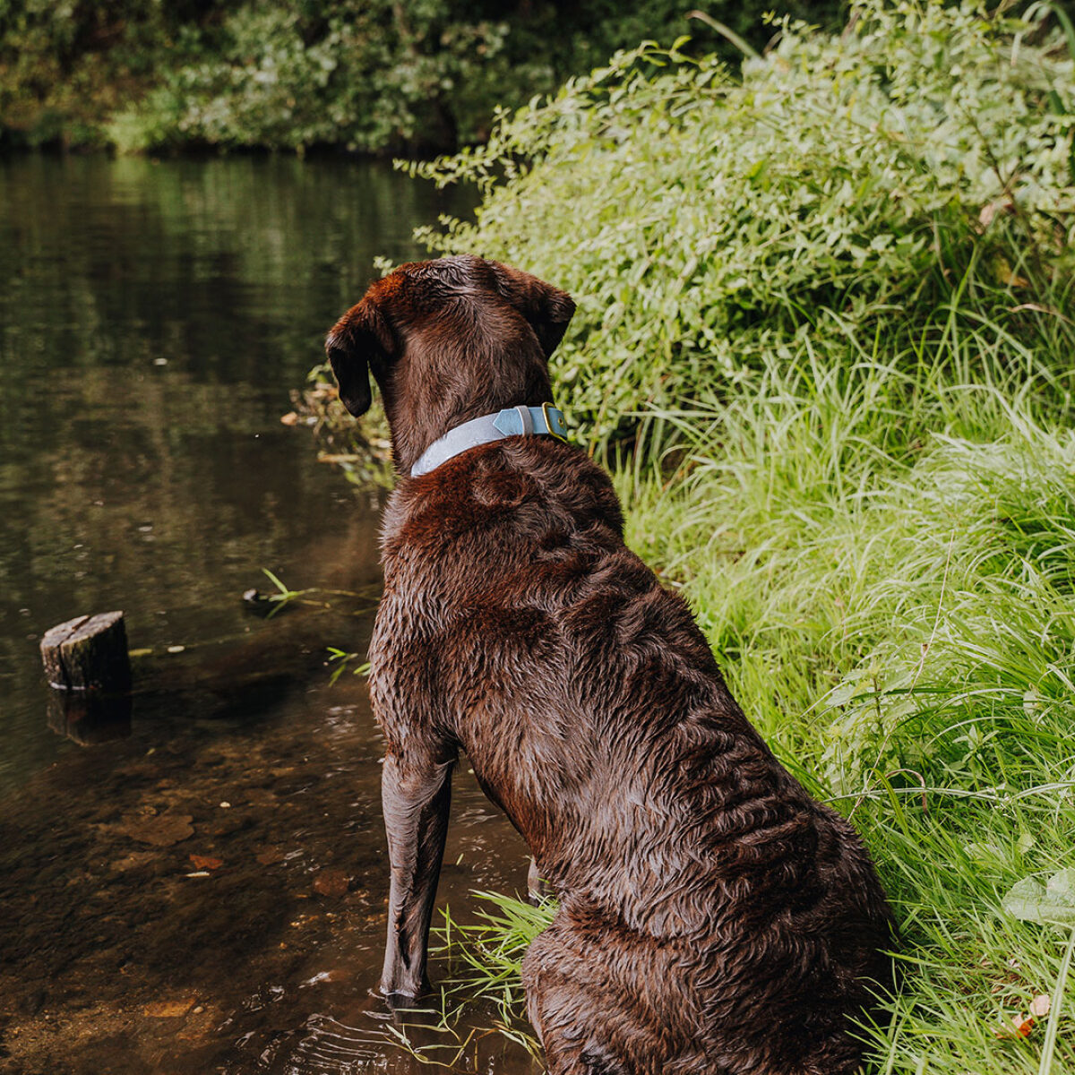 hey-lana-hundehalsband-outdoor-wasserfest-tasube-blau Dog collar Outdoor FLEX - Waterproof - Taupe/Blue - Image 3
