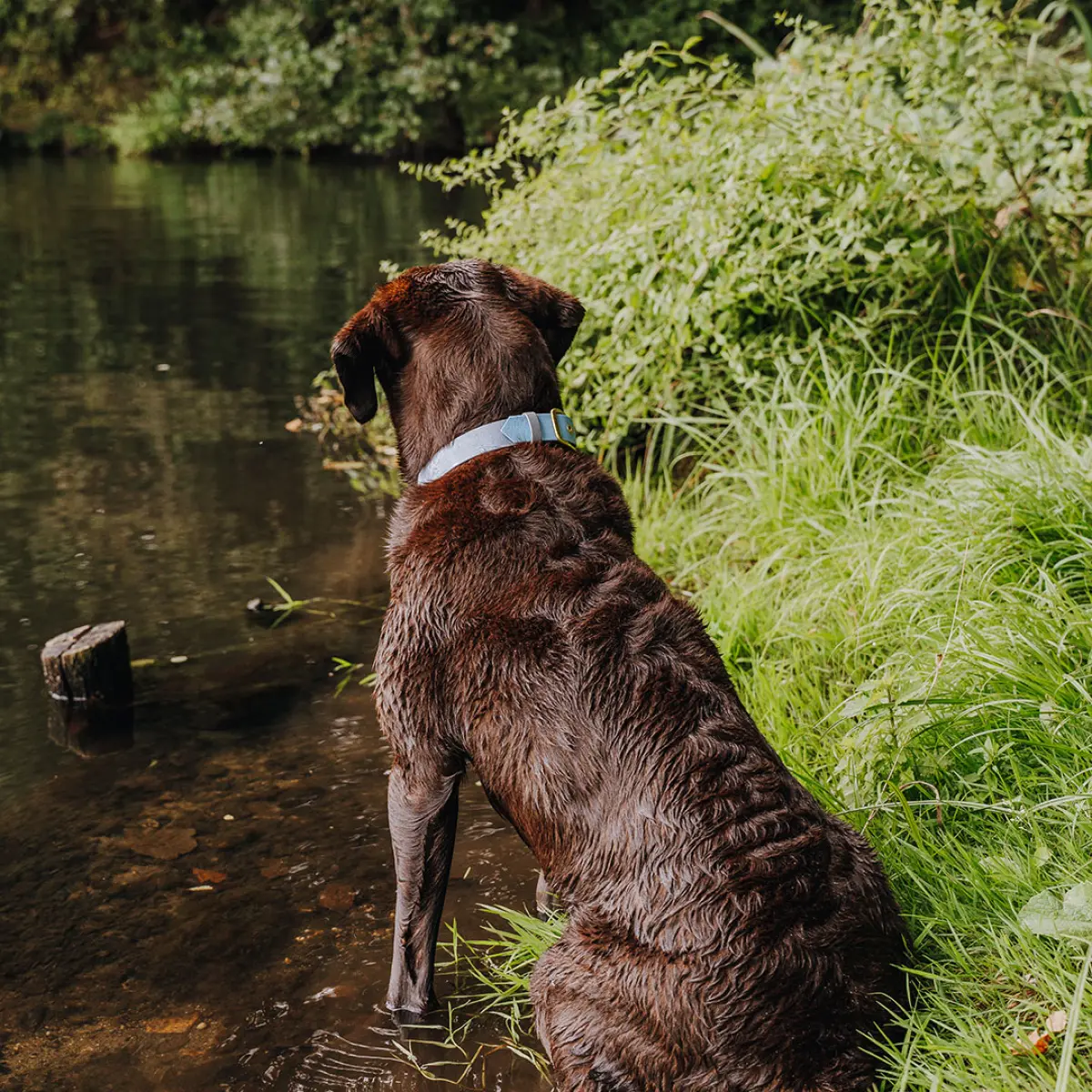 Hundehalsband Outdoor FLEX - Wasserfest - Taupe/Blau – Bild 3