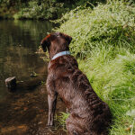 Dog collar Outdoor FLEX - Waterproof - Taupe/Blue - Image 3