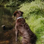 Hundehalsband Outdoor FLEX - Wasserfest - Taupe/Blau – Bild 3