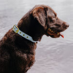 Dog collar Outdoor FLEX - Waterproof - Taupe/Blue