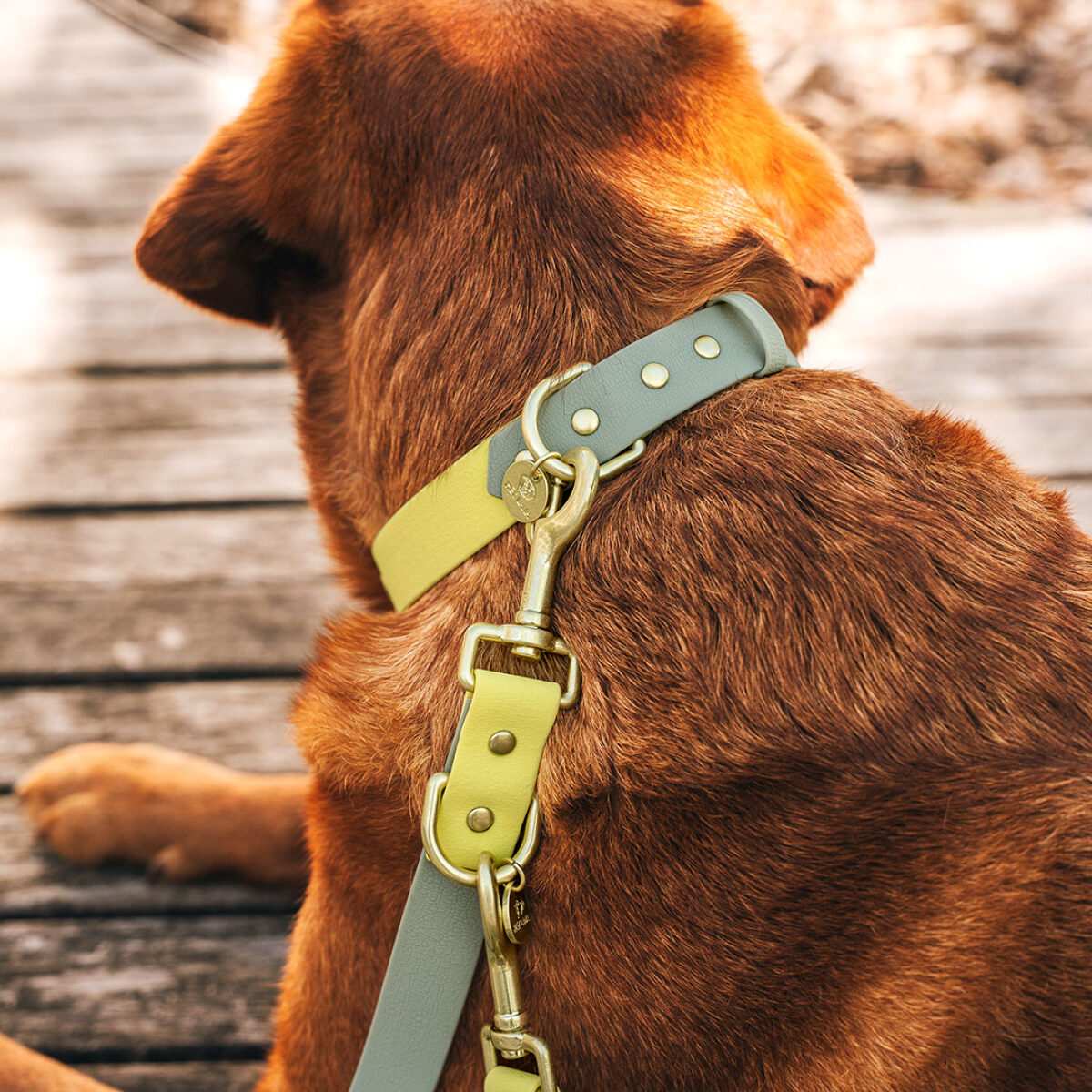Outdoor Collection - Dog collar and lead set - Lemon/Seagrass - Image 3