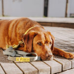 Outdoor Collection - Dog collar and lead set - Lemon/Seagrass