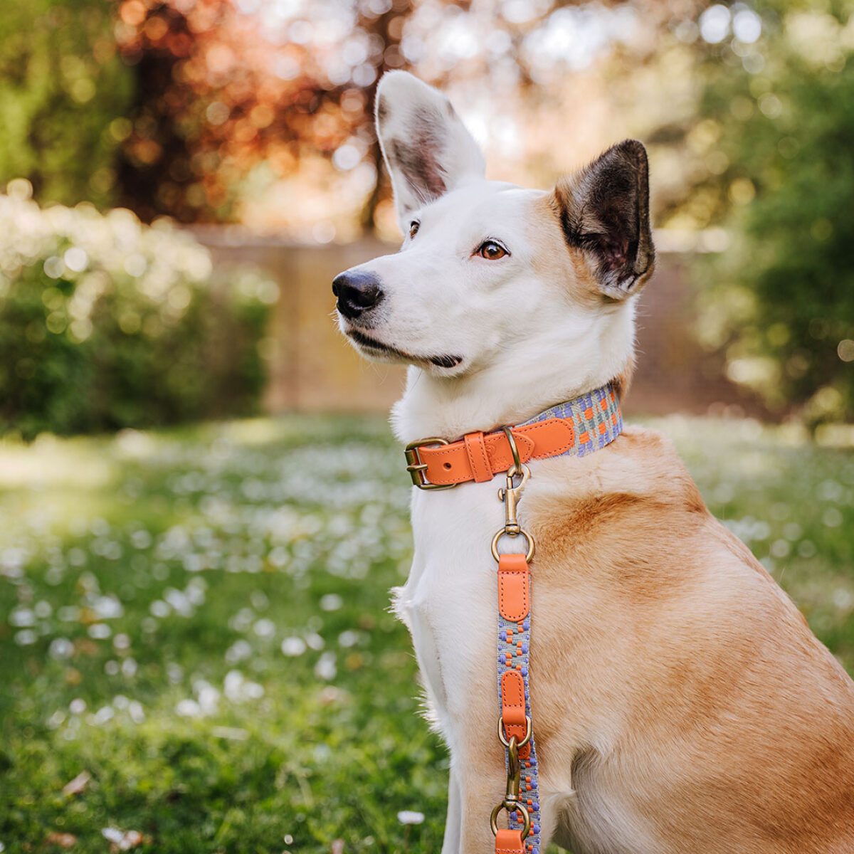 Premium padded dog collar - Sunset/Eucalyptus - Image 4