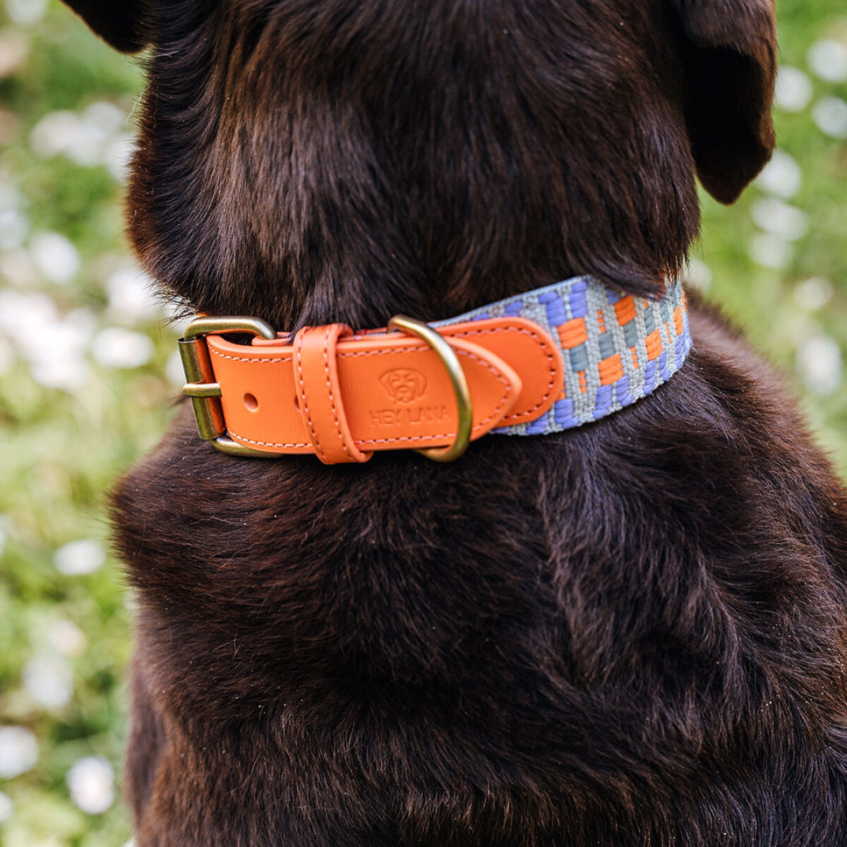 Premium padded dog collar - Sunset/Eucalyptus - Image 2