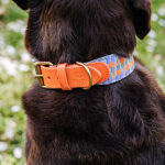 Premium padded dog collar - Sunset/Eucalyptus - Image 2