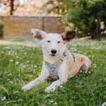 Premium Padded Dog Harness - Sunset/Eucalyptus