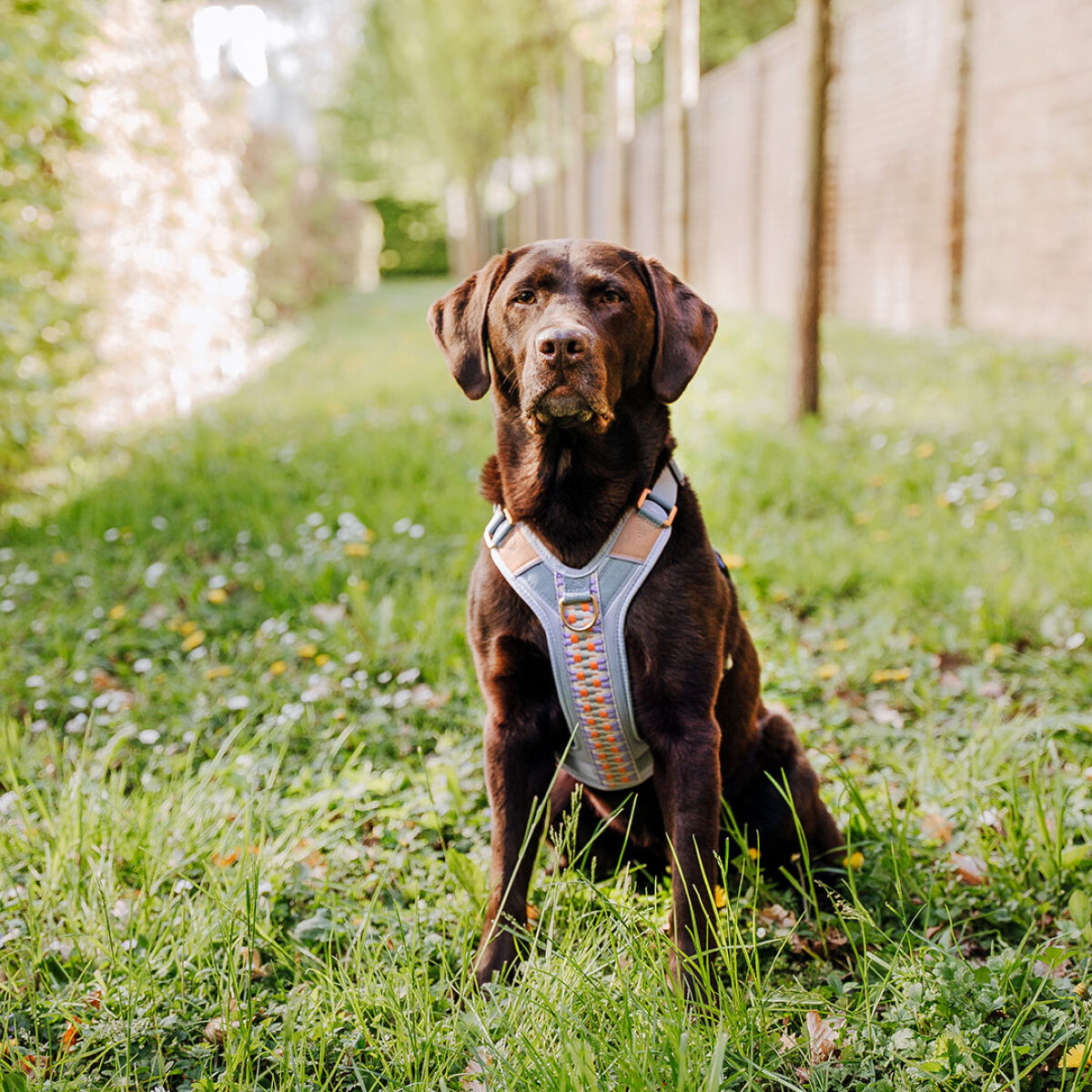 Premium Padded Dog Harness - Sunset/Eucalyptus - Image 3