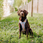 Premium Padded Dog Harness - Sunset/Eucalyptus - Image 3