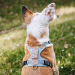 Premium Padded Dog Harness - Sunset/Eucalyptus - Image 6
