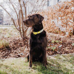 Dog collar Outdoor FLEX - Waterproof - Lemon/Seagrass