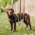Outdoor Collection - Harness and lead set - Lemon/Seagrass - Image 3