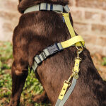 Outdoor Collection - Harness and lead set - Lemon/Seagrass