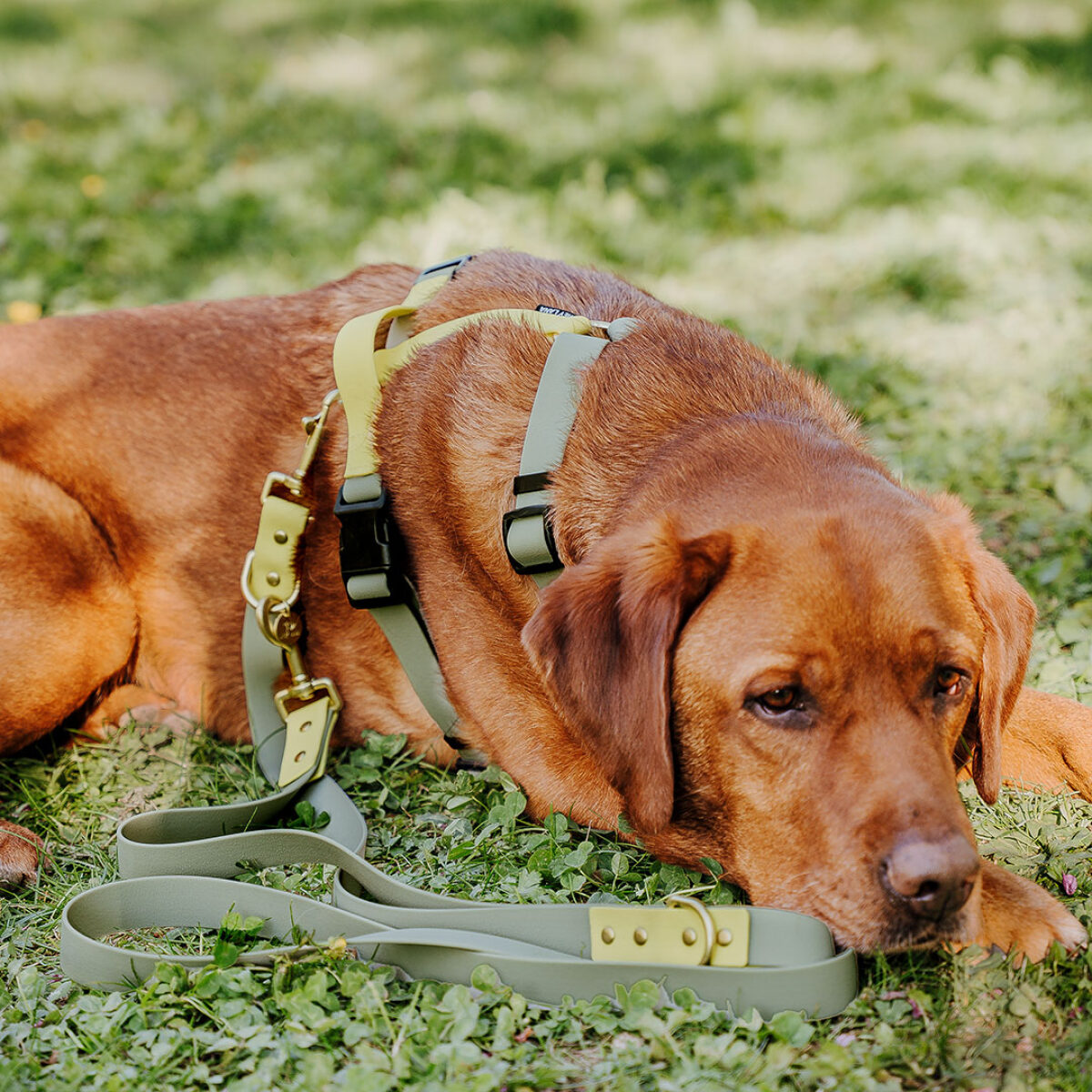 Outdoor Collection - Harness and lead set - Lemon/Seagrass - Image 7
