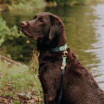Outdoor Collection - Dog collar and lead set - Black/Mint