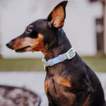 Outdoor Collection - Dog collar and lead set - Taupe/blue - Image 3