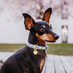 Outdoor Collection - Dog collar and lead set - Taupe/blue