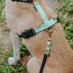 Outdoor Collection - Harness and lead set - Black/Mint