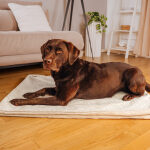 The Snuggle Cave – Premium Dog Blanket with Cave – Sand/Beige - Image 5