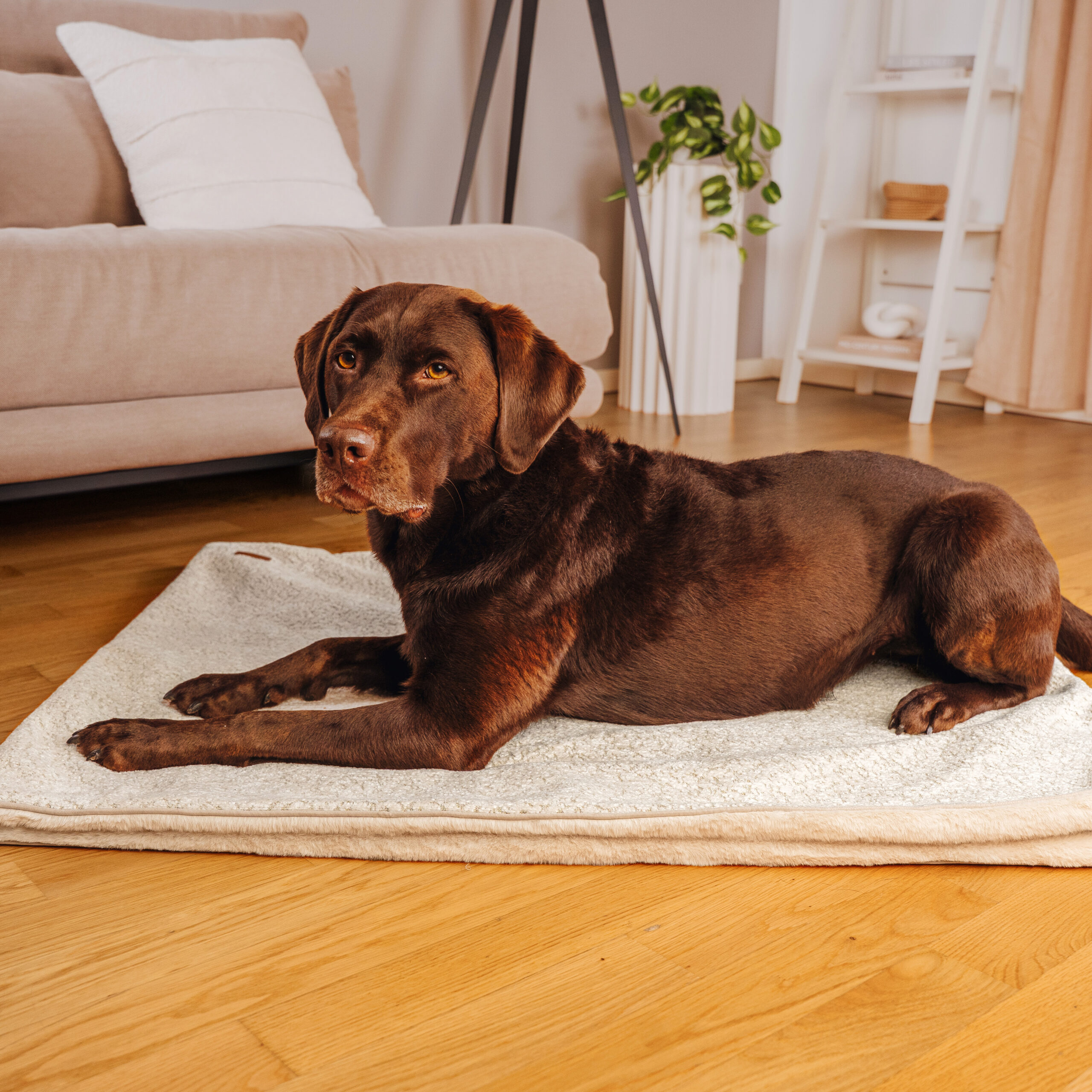The Snuggle Cave – Premium Dog Blanket with Cave – Sand/Beige - Image 5