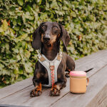 Walk Pouch 2-in-1 – Treat Pouch & Poop Bag Dispenser, Pink/Beige - Image 7