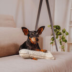 The Snuggle Bone – Premium Kuschelspielzeug – Bild 5